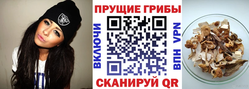Галлюциногенные грибы Psilocybe  что такое наркотик  Таруса 